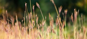 Stoische Lebenskunst Philosophie