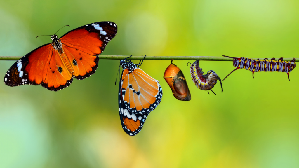 Schmetterlingsentwicklung